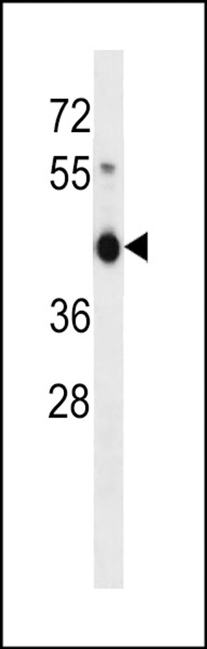 Western blot analysis in NCI-H292 cell line lysates (35ug/lane) .