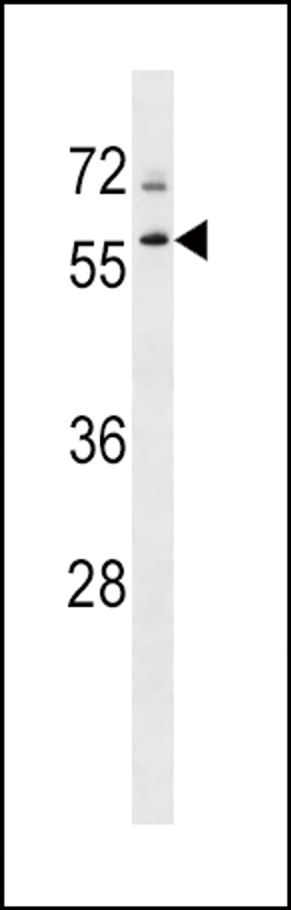 Western blot analysis in K562 cell line lysates (35ug/lane) .