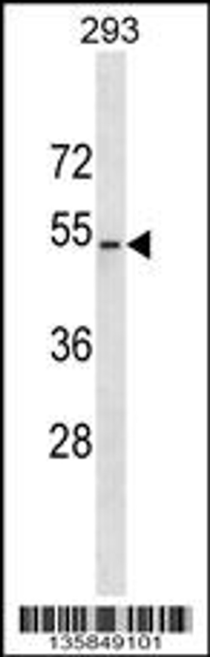 Western blot analysis in 293 cell line lysates (35ug/lane) .