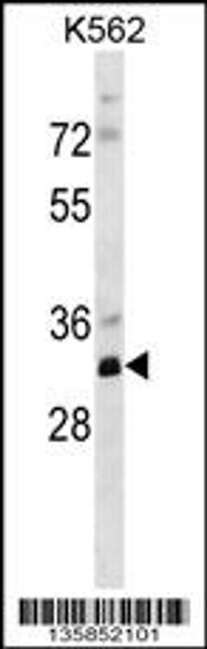 Western blot analysis in K562 cell line lysates (35ug/lane) .