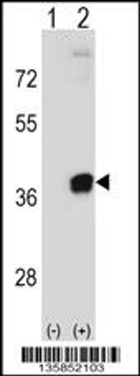 Western blot analysis of PRPS2 using rabbit polyclonal PRPS2 Antibody using 293 cell lysates (2 ug/lane) either nontransfected (Lane 1) or transiently transfected (Lane 2) with the PRPS2 gene.