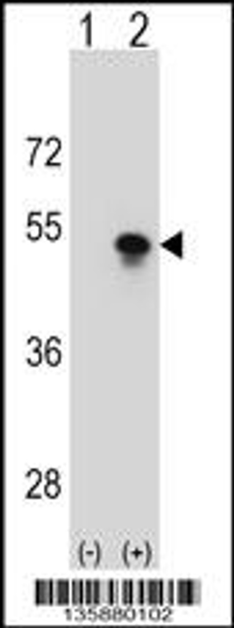 Western blot analysis of SNAPC1 using rabbit polyclonal SNAPC1 Antibody using 293 cell lysates (2 ug/lane) either nontransfected (Lane 1) or transiently transfected (Lane 2) with the SNAPC1 gene.