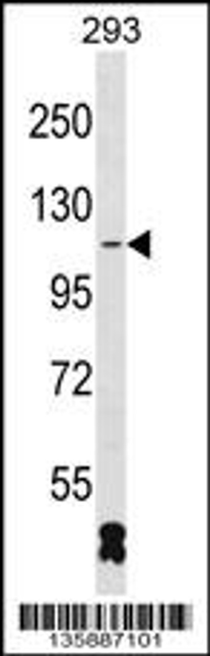 Western blot analysis in 293 cell line lysates (35ug/lane) .