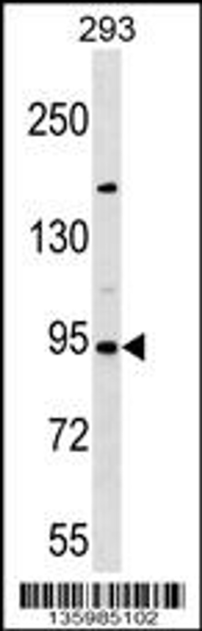 Western blot analysis in 293 cell line lysates (35ug/lane) .