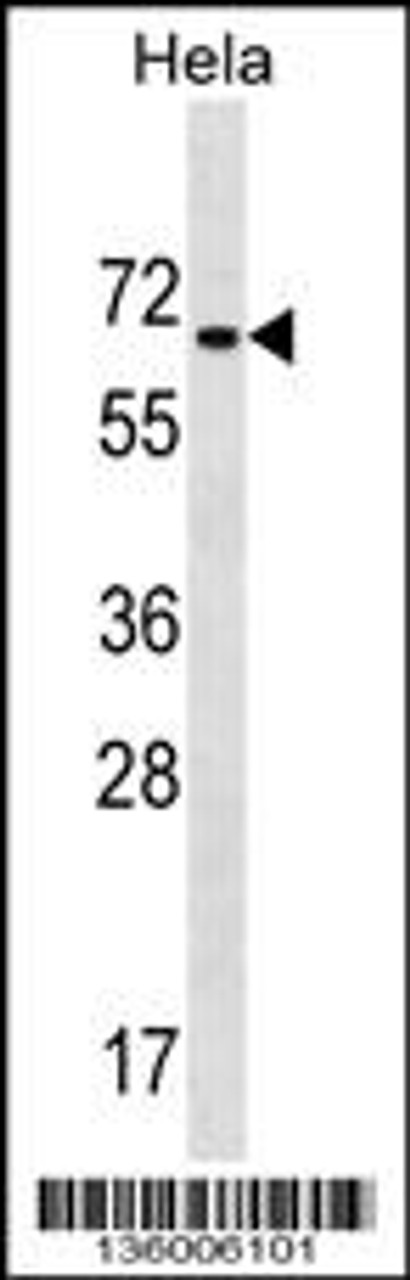 Western blot analysis in Hela cell line lysates (35ug/lane) .