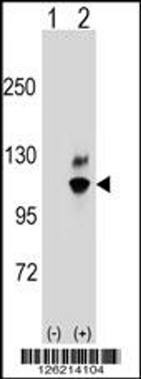 Western blot analysis of GNL2 using rabbit polyclonal GNL2 Antibody using 293 cell lysates (2 ug/lane) either nontransfected (Lane 1) or transiently transfected (Lane 2) with the GNL2 gene.