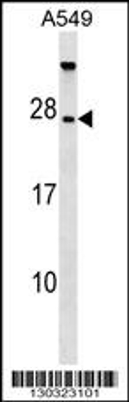 Western blot analysis in A549 cell line lysates (35ug/lane) .