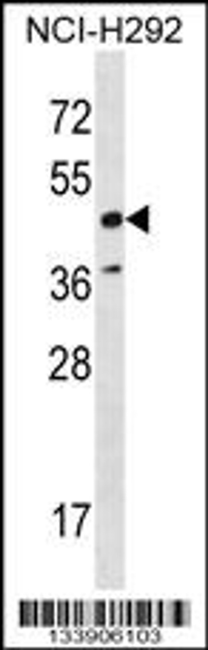 Western blot analysis in NCI-H292 cell line lysates (35ug/lane) .