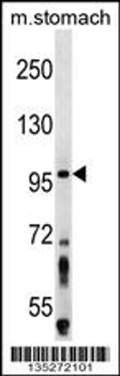 Western blot analysis in mouse stomach tissue lysates (35ug/lane) .