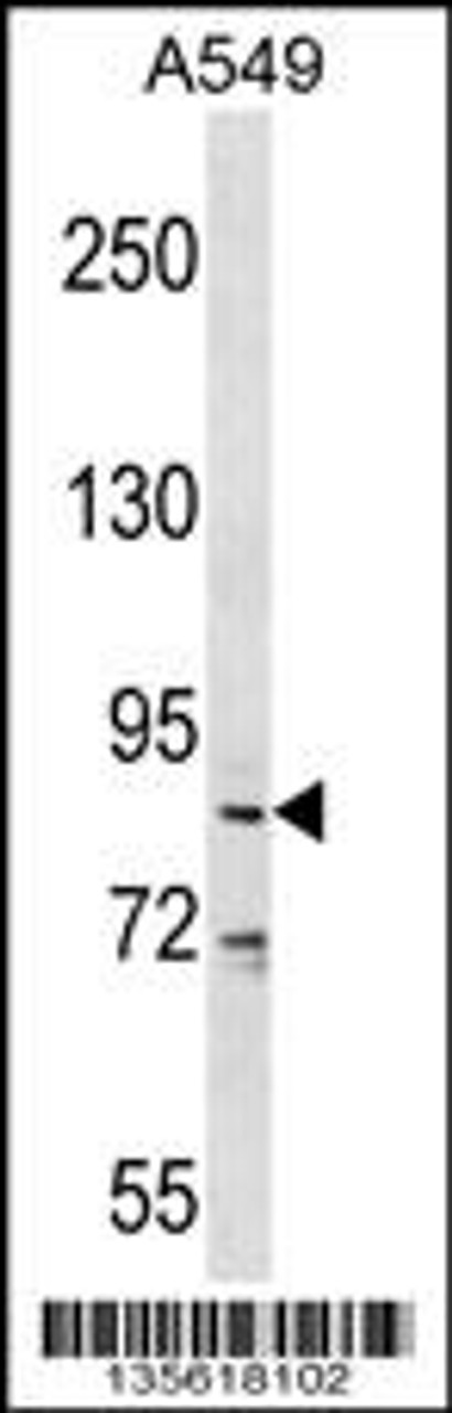 Western blot analysis in A549 cell line lysates (35ug/lane) .