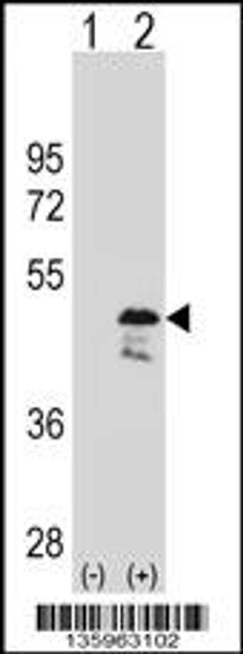 Western blot analysis of OLA1 using rabbit polyclonal OLA1 Antibody using 293 cell lysates (2 ug/lane) either nontransfected (Lane 1) or transiently transfected (Lane 2) with the OLA1 gene.