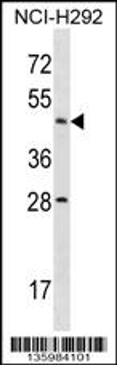 Western blot analysis in NCI-H292 cell line lysates (35ug/lane) .