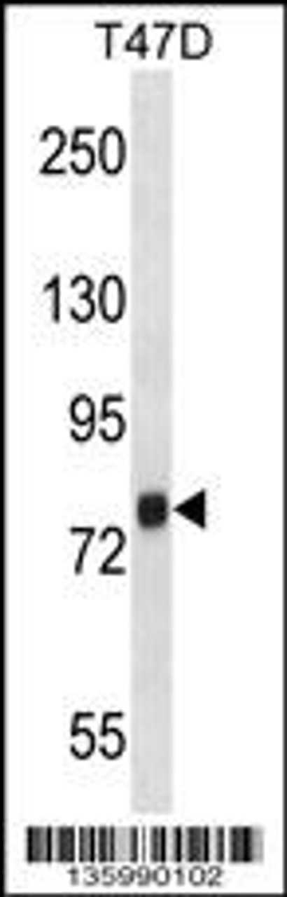 Western blot analysis in T47D cell line lysates (35ug/lane) .