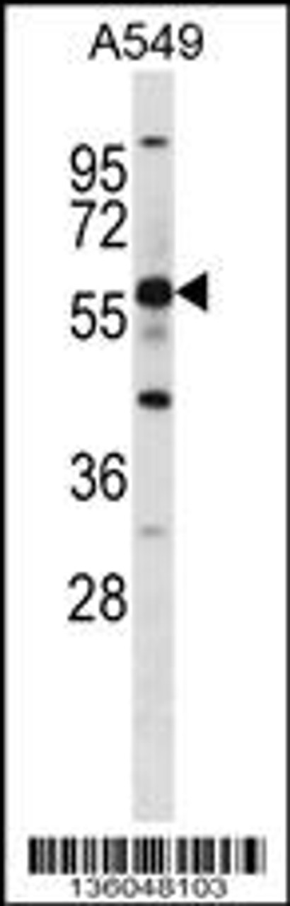 Western blot analysis in A549 cell line lysates (35ug/lane) .