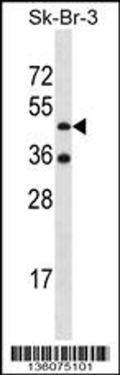 Western blot analysis in SK-BR-3 cell line lysates (35ug/lane) .