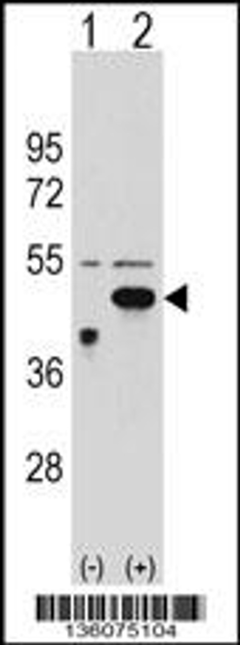 Western blot analysis of ETNK2 using rabbit polyclonal ETNK2 Antibody using 293 cell lysates (2 ug/lane) either nontransfected (Lane 1) or transiently transfected (Lane 2) with the ETNK2 gene.