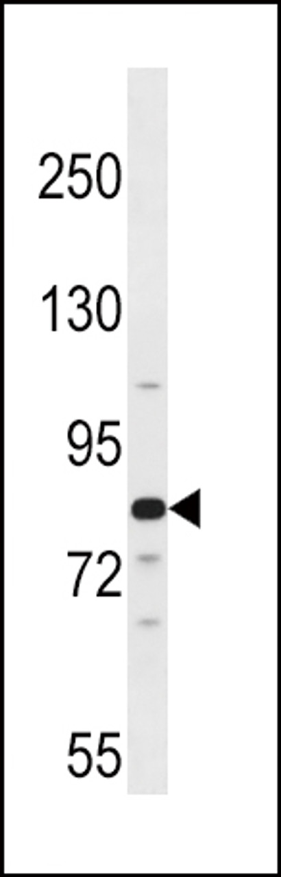 Western blot analysis in 293 cell line lysates (35ug/lane) .