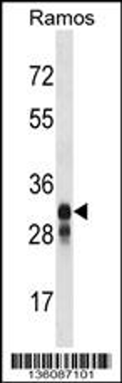 Western blot analysis in Ramos cell line lysates (35ug/lane) .
