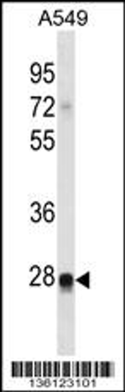 Western blot analysis in A549 cell line lysates (35ug/lane) .