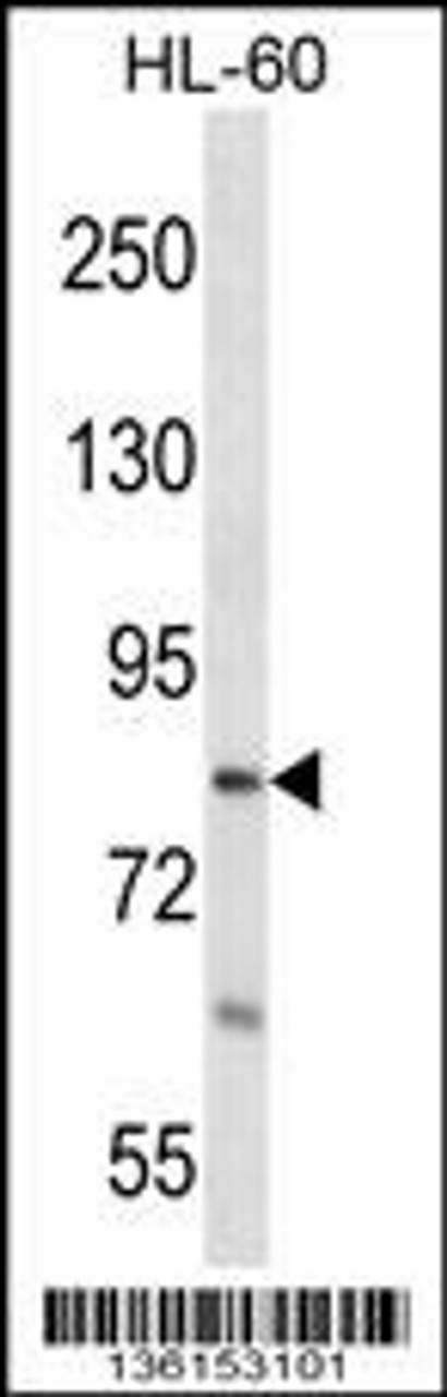 Western blot analysis in HL-60 cell line lysates (35ug/lane) .