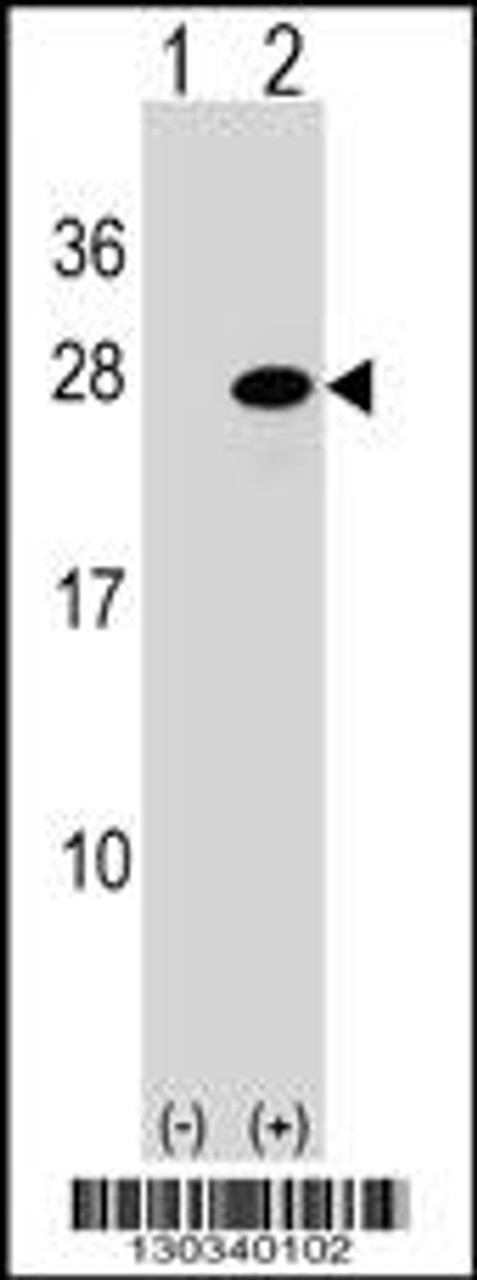 Western blot analysis of ATF3 using rabbit polyclonal ATF3 Antibody using 293 cell lysates (2 ug/lane) either nontransfected (Lane 1) or transiently transfected (Lane 2) with the ATF3 gene.