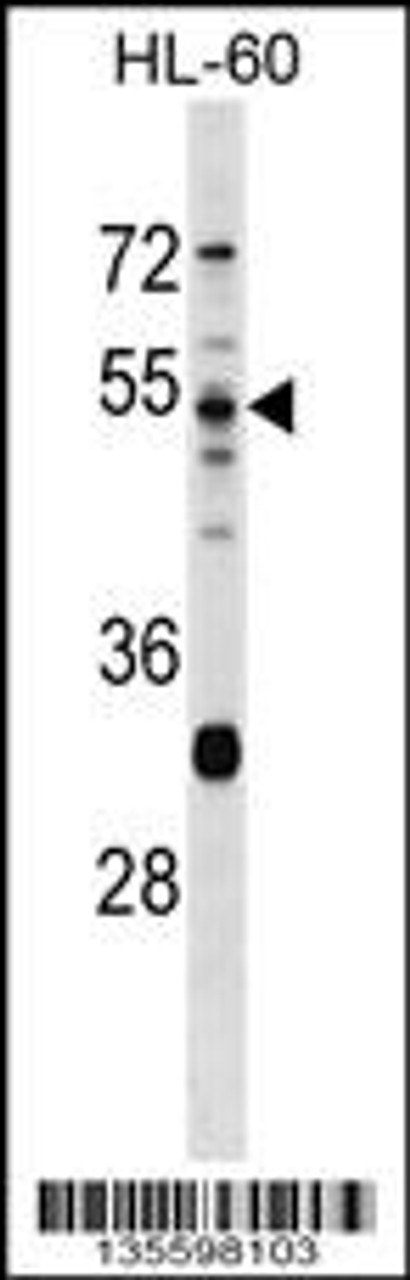 Western blot analysis in HL-60 cell line lysates (35ug/lane) .