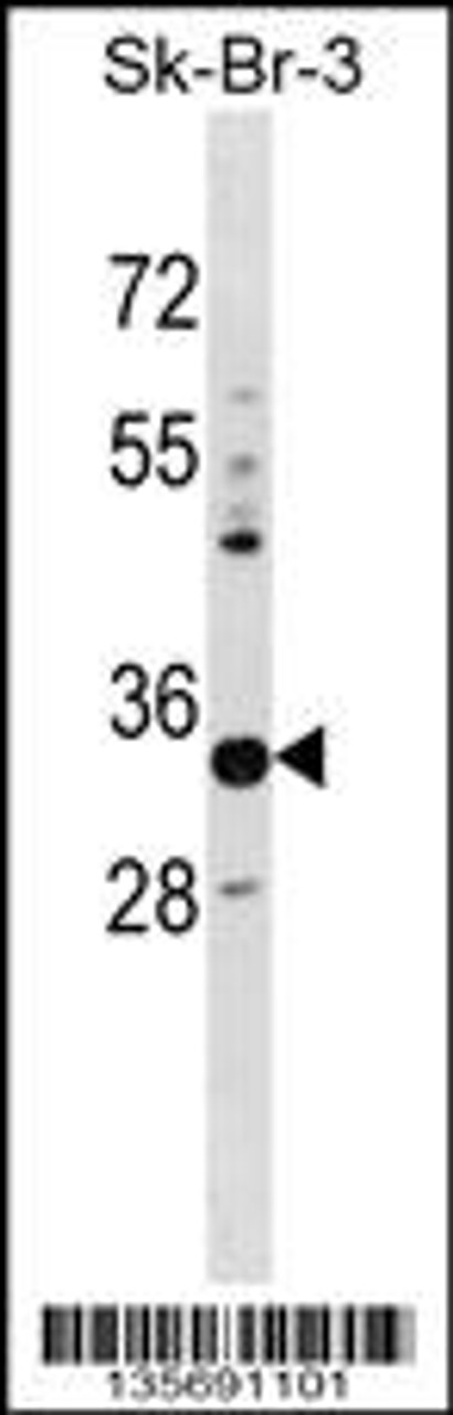 Western blot analysis in SK-BR-3 cell line lysates (35ug/lane) .