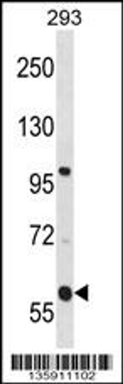 Western blot analysis in 293 cell line lysates (35ug/lane) .