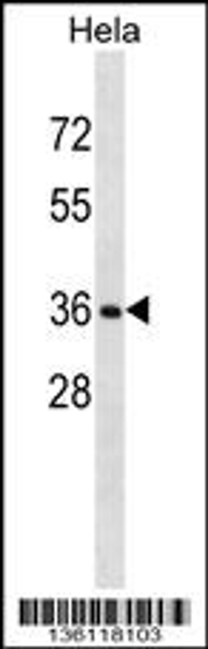 Western blot analysis in Hela cell line lysates (35ug/lane) .