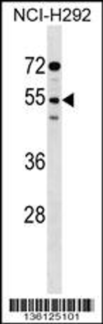 Western blot analysis in NCI-H292 cell line lysates (35ug/lane) .