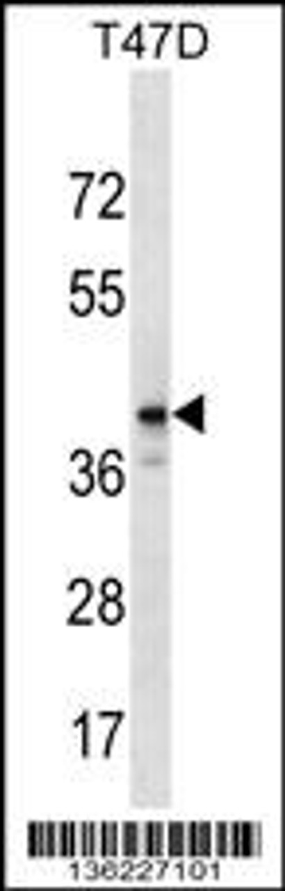 Western blot analysis in T47D cell line lysates (35ug/lane) .