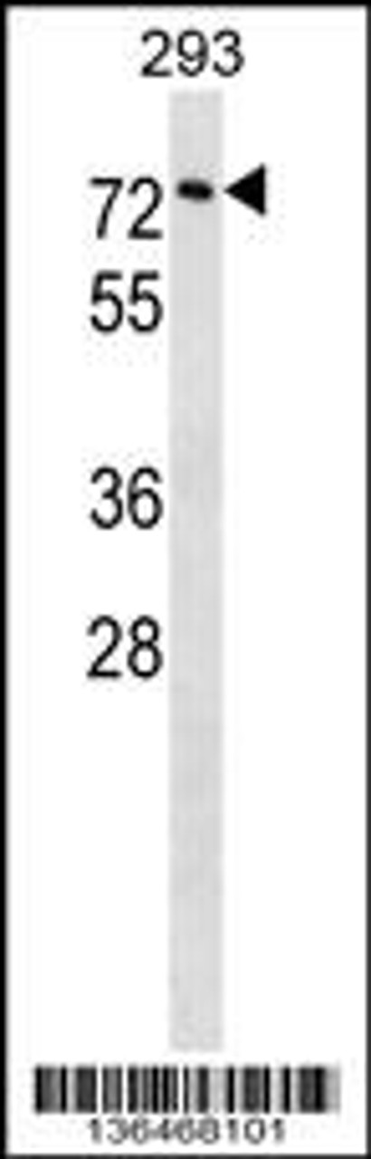 Western blot analysis in 293 cell line lysates (35ug/lane) .