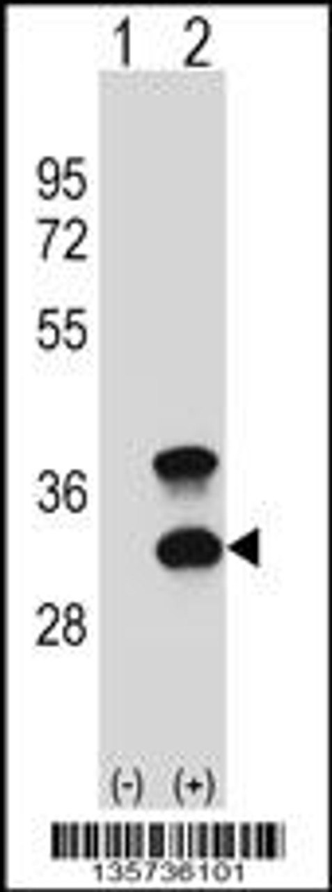 Western blot analysis of CD79B using rabbit polyclonal CD79B Antibody using 293 cell lysates (2 ug/lane) either nontransfected (Lane 1) or transiently transfected (Lane 2) with the CD79B gene.