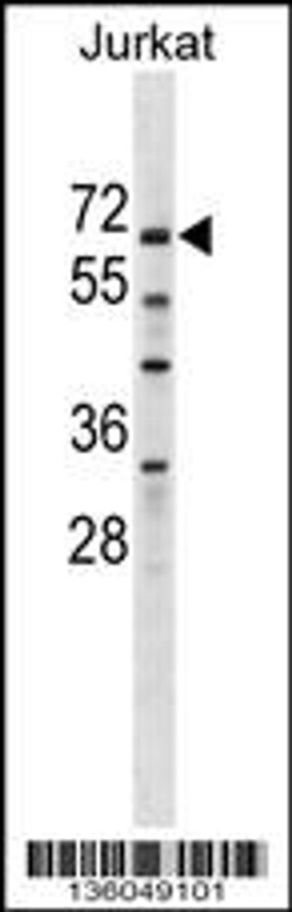 Western blot analysis in Jurkat cell line lysates (35ug/lane) .