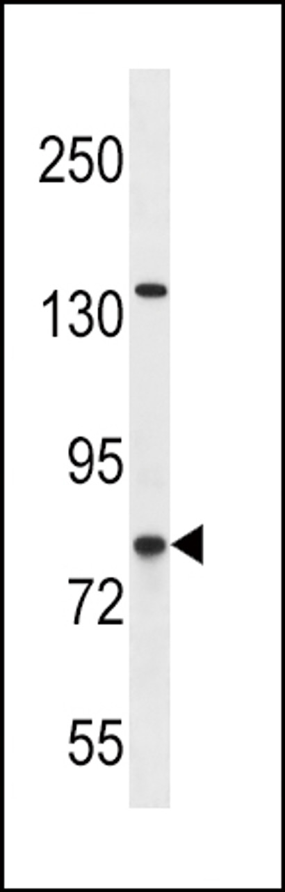 Western blot analysis in SK-BR-3 cell line lysates (35ug/lane) .