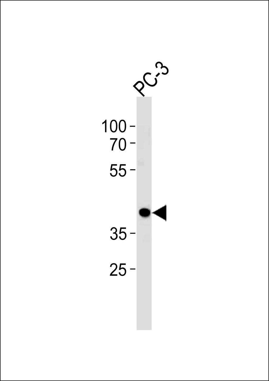 Western blot analysis in PC-3 cell line lysates (35ug/lane) .