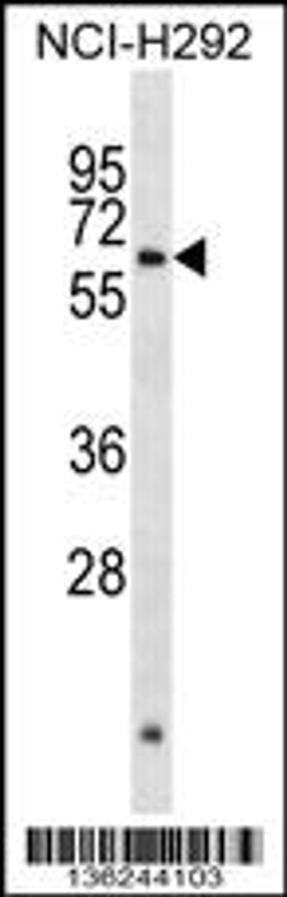 Western blot analysis in NCI-H292 cell line lysates (35ug/lane) .