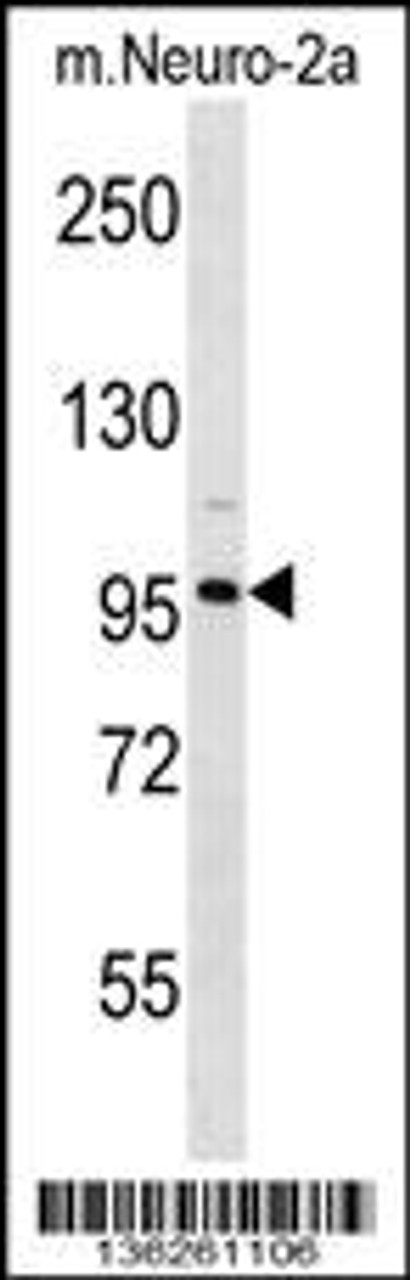 Western blot analysis in mouse Neuro-2a cell line lysates (35ug/lane) .