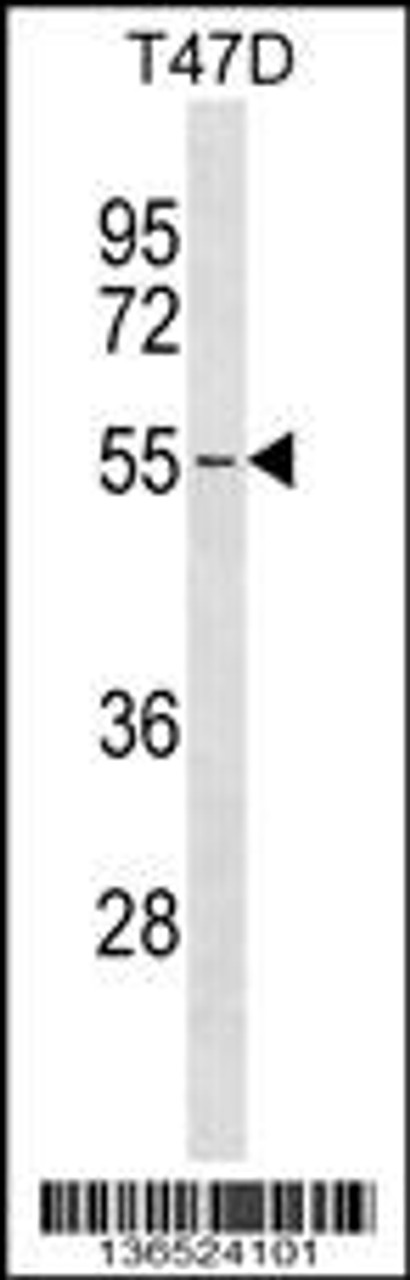 Western blot analysis in T47D cell line lysates (35ug/lane) .