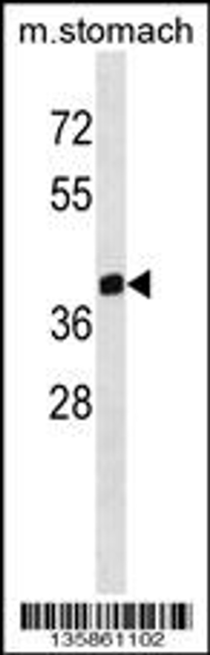 Western blot analysis in mouse stomach tissue lysates (35ug/lane) .