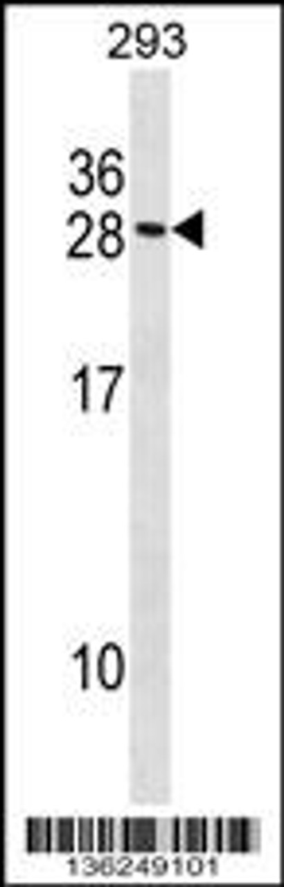 Western blot analysis in 293 cell line lysates (35ug/lane) .