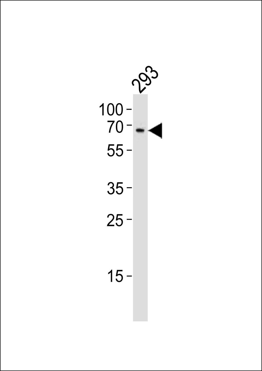 Western blot analysis of lysate from 293 cell line, using TESK1 Antibody at 1:1000.