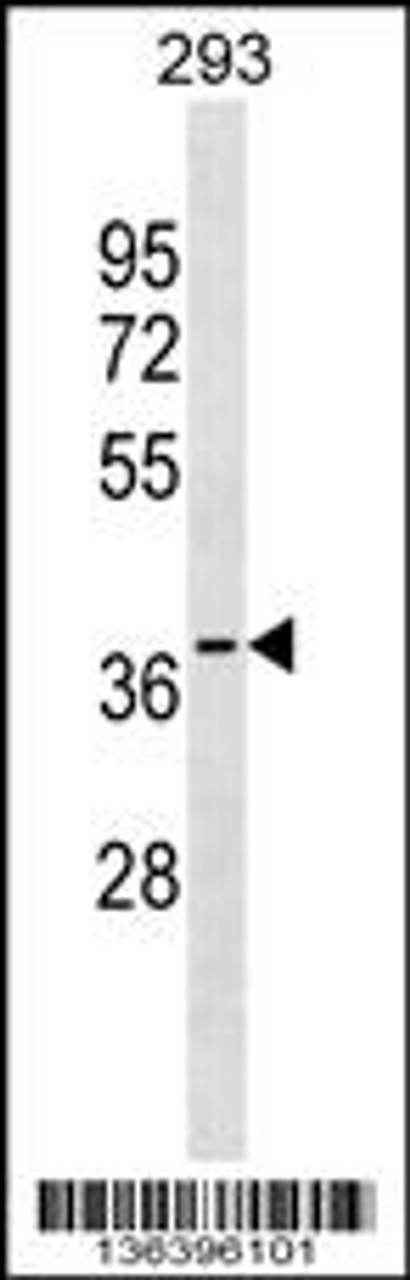 Western blot analysis in 293 cell line lysates (35ug/lane) .