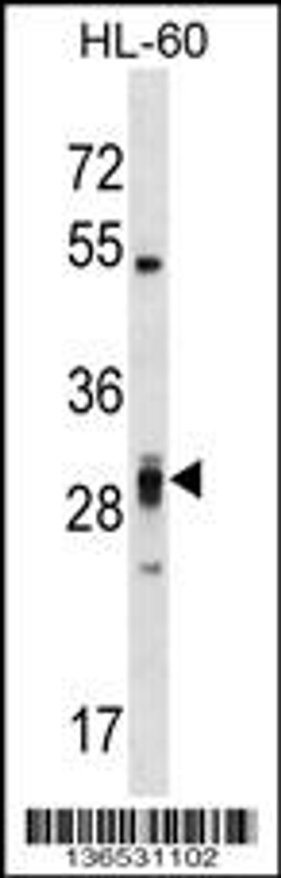 Western blot analysis in HL-60 cell line lysates (35ug/lane) .