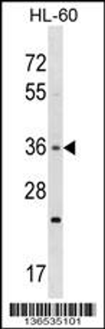 Western blot analysis in HL-60 cell line lysates (35ug/lane) .