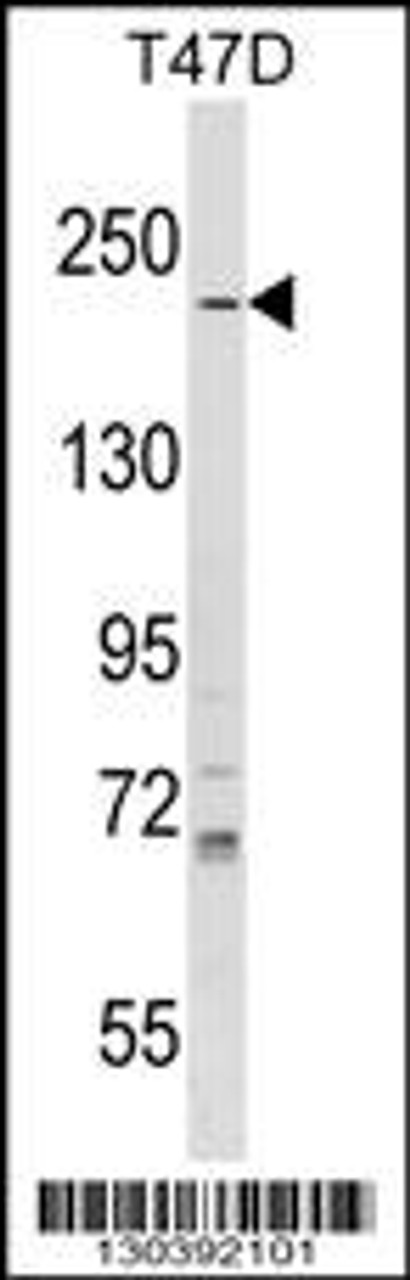 Western blot analysis in T47D cell line lysates (35ug/lane) .