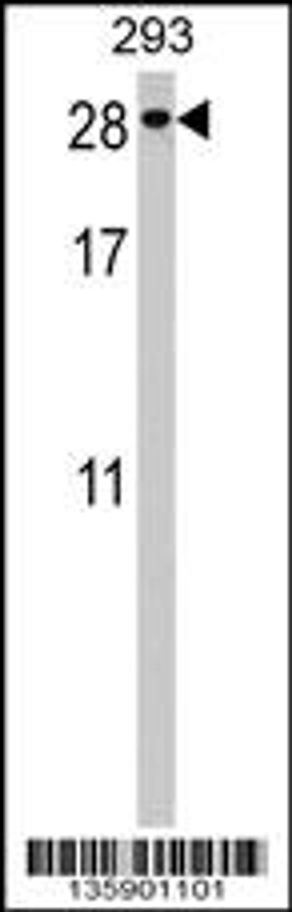 Western blot analysis in 293 cell line lysates (35ug/lane) .