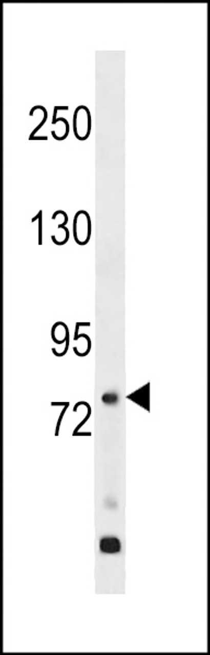 Western blot analysis in WiDr cell line lysates (35ug/lane) .