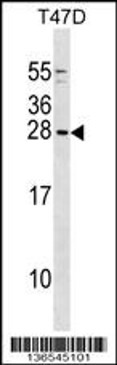 Western blot analysis in T47D cell line lysates (35ug/lane) .