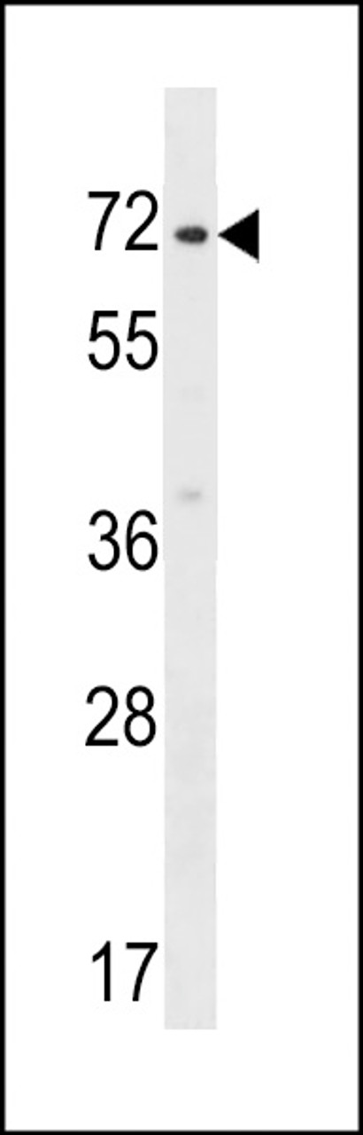 Western blot analysis in HepG2 cell line lysates (35ug/lane) .